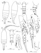 Espce Spinocalanus brevicaudatus - Planche 6 de figures morphologiques