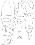 Espce Scolecithricella minor - Planche 7 de figures morphologiques
