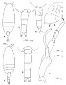Espce Scolecithricella dentata - Planche 6 de figures morphologiques