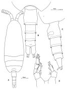 Espce Scaphocalanus curtus - Planche 2 de figures morphologiques