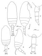 Espce Clausocalanus brevipes - Planche 6 de figures morphologiques