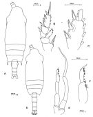 Species Chiridius molestus - Plate 7 of morphological figures