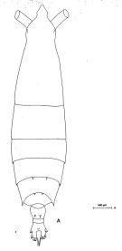 Espce Rhincalanus nasutus - Planche 3 de figures morphologiques