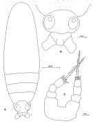 Espce Calocalanus pavoninus - Planche 2 de figures morphologiques