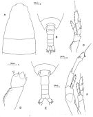 Espce Calanus simillimus - Planche 2 de figures morphologiques