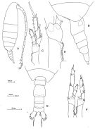 Espce Calanus australis - Planche 5 de figures morphologiques