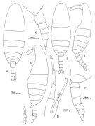 Espce Calanoides patagoniensis - Planche 1 de figures morphologiques
