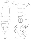 Espce Candacia norvegica - Planche 5 de figures morphologiques