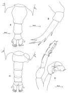 Espce Candacia cheirura - Planche 6 de figures morphologiques