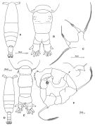 Espce Acartia (Acanthacartia) tonsa - Planche 2 de figures morphologiques