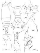 Espce Haloptilus acutifrons - Planche 2 de figures morphologiques