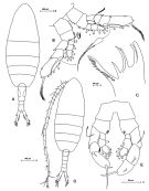 Espce Augaptilus glacialis - Planche 2 de figures morphologiques