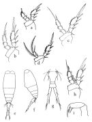 Espce Vettoria longifurca - Planche 2 de figures morphologiques