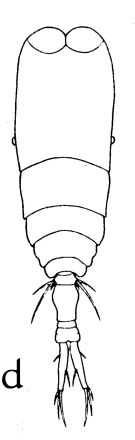 Espce Vettoria parva - Planche 1 de figures morphologiques