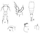 Espce Vettoria parva - Planche 2 de figures morphologiques
