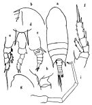Espce Aetideus divergens - Planche 2 de figures morphologiques