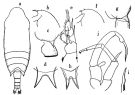 Espce Aetideopsis rostrata - Planche 8 de figures morphologiques