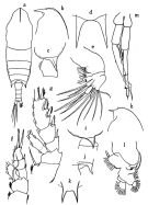 Espce Aetideopsis cristata - Planche 1 de figures morphologiques