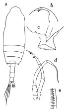 Espce Chiridius gracilis - Planche 8 de figures morphologiques