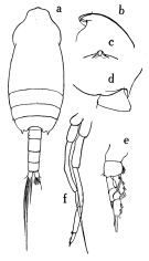 Espce Chiridius poppei - Planche 4 de figures morphologiques