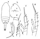 Espce Chiridius longispinus - Planche 1 de figures morphologiques