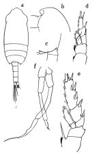 Espce Chiridius molestus - Planche 9 de figures morphologiques