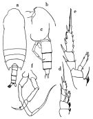 Espce Chiridius pacificus - Planche 5 de figures morphologiques