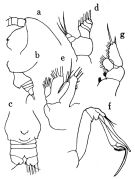 Espce Chiridiella pacifica - Planche 2 de figures morphologiques
