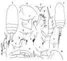 Espce Gaetanus minutus - Planche 10 de figures morphologiques