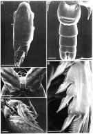 Espce Chiridius gracilis - Planche 7 de figures morphologiques