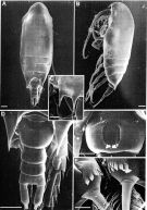 Espce Aetideus australis - Planche 6 de figures morphologiques