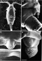 Espce Candacia cheirura - Planche 8 de figures morphologiques