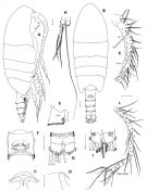 Espce Mesaiokeras spitsbergensis - Planche 1 de figures morphologiques