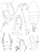 Espce Mesaiokeras spitsbergensis - Planche 3 de figures morphologiques