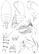 Espce Xantharus siedleckii - Planche 1 de figures morphologiques