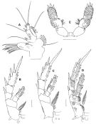 Espce Xantharus siedleckii - Planche 3 de figures morphologiques