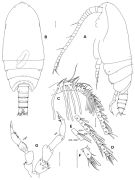 Espce Xantharus siedleckii - Planche 4 de figures morphologiques