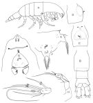 Species Pleuromamma johnsoni - Plate 1 of morphological figures