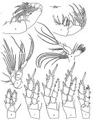 Espce Enantiosis cavernicola - Planche 2 de figures morphologiques
