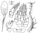 Espce Enantiosis cavernicola - Planche 3 de figures morphologiques