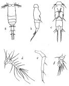 Espce Vettoria granulosa - Planche 3 de figures morphologiques