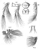 Espce Rhincalanus nasutus - Planche 5 de figures morphologiques
