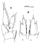Espce Bathycalanus richardi - Planche 1 de figures morphologiques