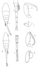 Espce Lubbockia aculeata - Planche 1 de figures morphologiques
