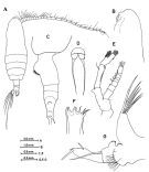 Espce Euaugaptilus matsuei - Planche 2 de figures morphologiques