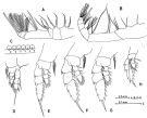 Espce Euaugaptilus matsuei - Planche 3 de figures morphologiques