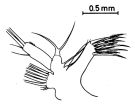 Espce Euaugaptilus nodifrons - Planche 7 de figures morphologiques