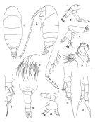 Espce Mimocalanus crassus - Planche 2 de figures morphologiques