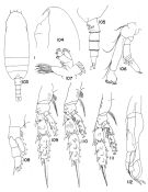 Espce Scaphocalanus curtus - Planche 3 de figures morphologiques