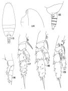 Espce Scaphocalanus curtus - Planche 4 de figures morphologiques